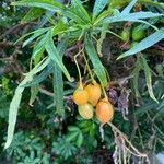 Solanum nudum Fruit