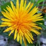 Taraxacum cucullatiforme 花