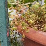 Trifolium glomeratum 葉