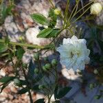 Rosa banksiaeFlower