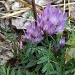 Astragalus crassicarpus Цветок
