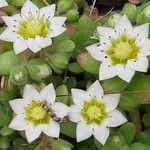 Sedum hirsutum Fula