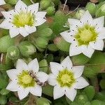 Sedum hirsutum Flower