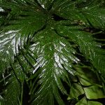 Selaginella parkeri Hoja