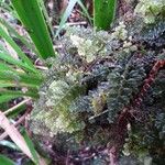 Hymenophyllum hirsutum Habit