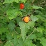 Rubus spectabilis फल