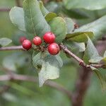 Psorospermum febrifugum Frucht