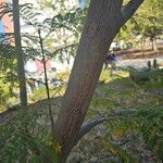 Jacaranda mimosifoliaHoja