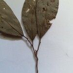 Lacistema polystachium Leaf
