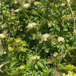 Cornus sanguinea Celota