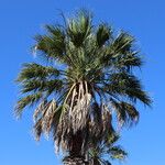 Washingtonia filifera Лист