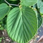 Corylopsis spicata Leaf
