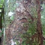 Licaria chrysophylla 樹皮