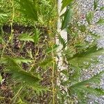 Grevillea robusta Folha