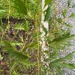 Grevillea robusta Blad