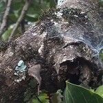 Ficus sur Bark