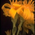 Stenotus acaulis Flor