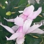 Schlumbergera truncata Virág