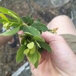 Myrica gale Blad