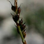 Carex glacialis Fruit