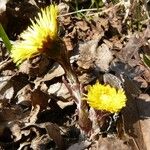 Tussilago farfara Habit