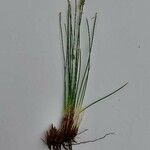 Juncus filiformis 葉