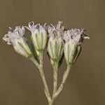 Florestina tripteris 花
