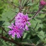 Vernonia gigantea Flower