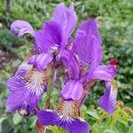 Iris sibirica Кветка