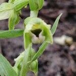 Epipactis phyllanthes Flor