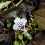 Elettaria cardamomum Cvet