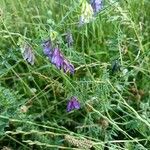 Vicia villosaFlower