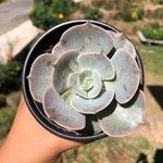 Echeveria lilacinaLeaf