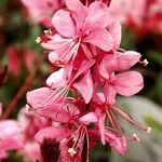 Gaura lindheimeri Sonstige