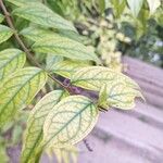 Buddleja lindleyana Foglia