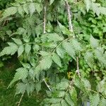 Rubus thibetanus Hoja