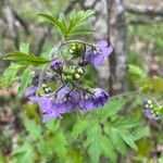 Phacelia bipinnatifida Flor