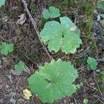 Achlys triphylla Leaf