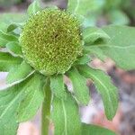 Carpesium cernuum Fruit