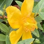 Hypericum × hidcoteense Flower