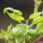 Clematis integrifolia Ліст