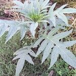 Solanum laciniatum Leaf