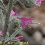 Echium albicans 花