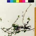 Sphyrospermum buxifolium Diğer
