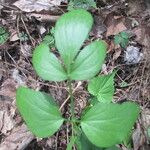 Thaspium trifoliatum Blatt