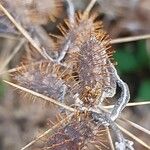 Xanthium spinosum Fruit