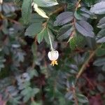 Begonia foliosa Floro