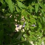 Scutellaria lateriflora Habit