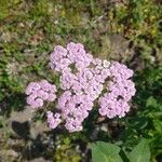 Achillea distans Květ