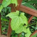 Dioscorea sansibarensis Hoja